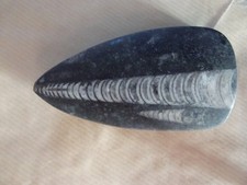 Fossile d’orthoceras poli (2 visibles)