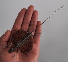 curiosité , taxidermie : Lezard Volant Naturalisé