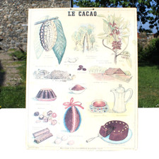 Affiche pédagogique - Le Cacao- Bernard Carant - Les Fils d'Émile Deyrolle