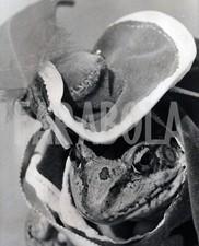 Photo De Presse Vintage