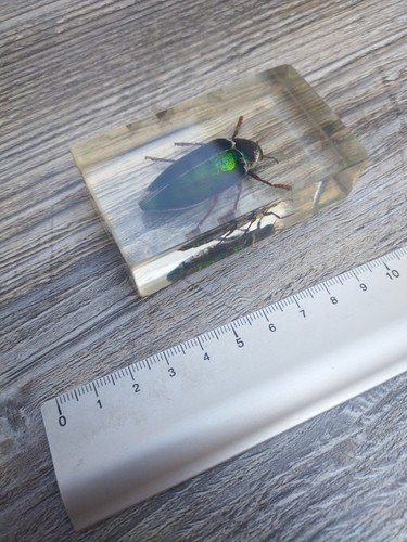 Insecte bupreste sous - bupreste,