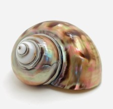 Coquillage nacré - Turbo