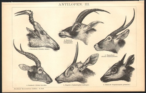 1897 gravure originale têtes - gravure,