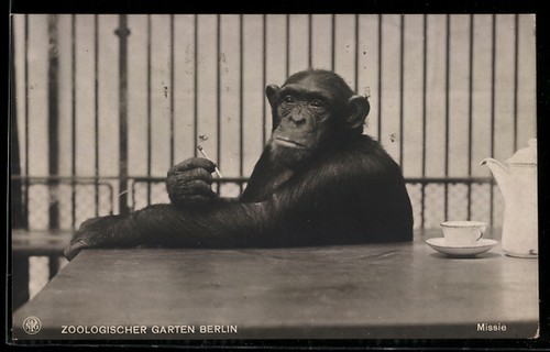 Carte postale singe fumeur - carte,