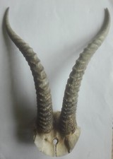 ancien trophée de chasse massacre corne d'antilope