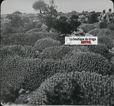 Euphorbe résinifère, Maroc, paysage, photo plaque verre, positif 8,5x10 cm