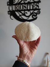 3#  Corail dur Fungia - corail champignon
