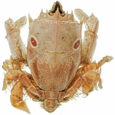 Crabe notopus naturalisé -