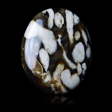 ★☆ PALÉTUVIER FOSSILE 40,55 CT d'Australie - 35,5 mm - GEM-BC0422E ☆★