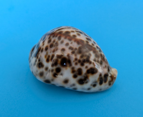 Cypraea tigris - 74,9, mm
