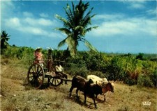 CPM Charette a boeufs GUADELOUPE (839766)