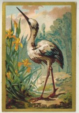 Chromo-Chicorée Arlatte(Cambrai)Héron(Ardéa)-Faune-Db.29