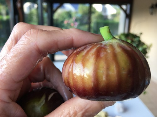 Cuttings fig ficus carica - cuttings, ,