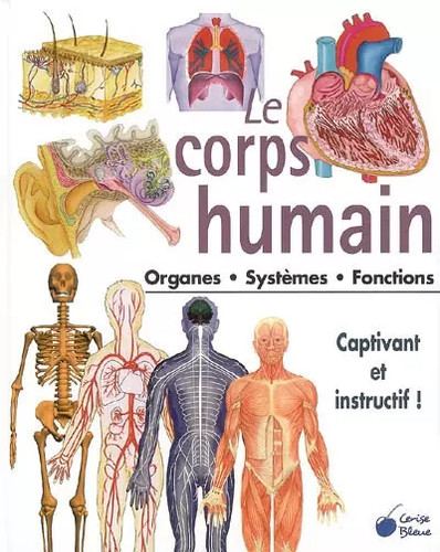 Corps humain organes - le,