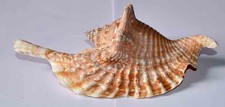 SEA SHELL - COQUILLAGES -STROMBIDAE   - STROMBUS  GALLUS - 151.10mm