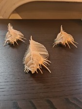 Coquillage Squelette Murex Pecten Epines Blanc, Cabinet de Curiosité