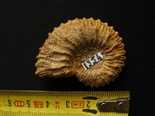 Ammonite du Callovien : Kosmoceras (Spinikosmoceras) aculeatum (Eichwald, 1830)