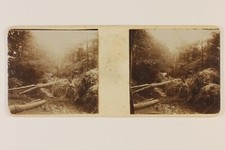 Snapshot Photo Bois c1900