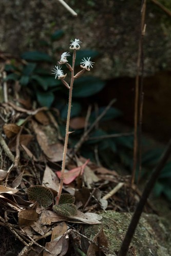 Anoectochilus roxburghii tres - anoectochilus, roxburghii-tres