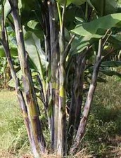 Musa nagensium (bananier à