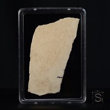 Coquille d'œuf Aepyornis