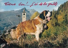 Carte postale postcard CHIEN