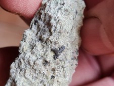 Dent de requin fossile:  Hybodus minor