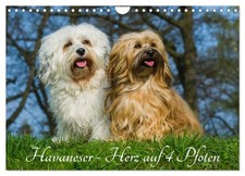 Bichon havanais - un cœur à