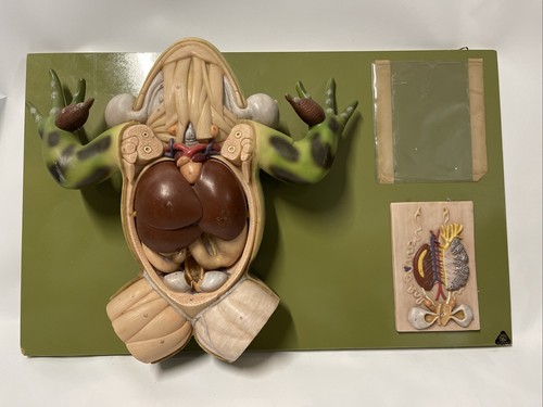 Somso zos 100 edible frog - somso, •