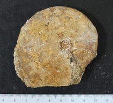 Ammonite fossile Oppelia