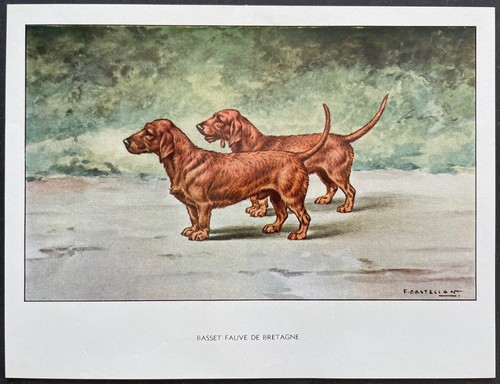 Basset fauve bretagne - basset, de