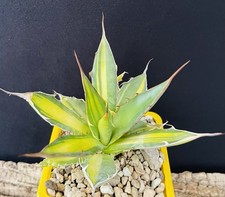 RARE BIG AGAVE HORRIDA