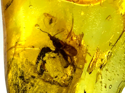 Pièce ambre avec insecte - avec,