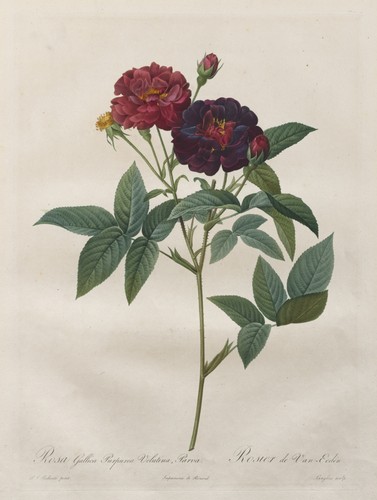 Rosa Gallica Botanical Vintage