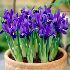 Rhizomes d'iris hollandica bulbes fleurs Iris Blue Magic 10 pcs