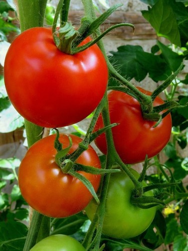 Graines tomate siberian - -,
