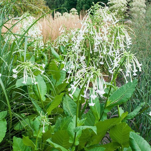 Tabac des bois - des,