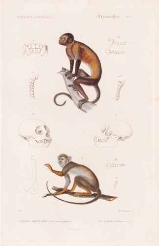 Capucin büscher singe gravure - büscher,