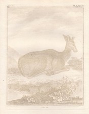 Elan Élan Animaux Gravure En