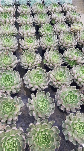 Echeveria mira conteneur - echeveria, 'mira'