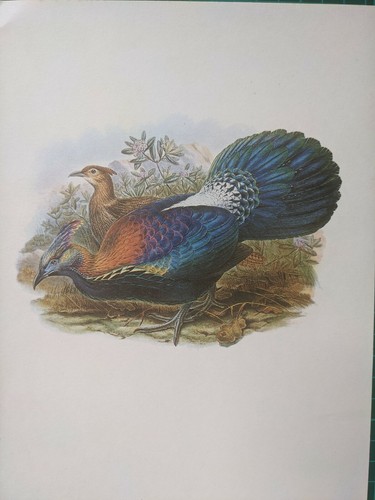 1969 imprimé oiseau monal - d'oiseau,