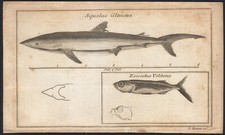 1766 Rare gravure Squale