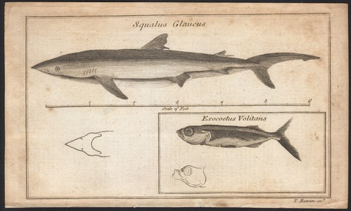 1766 rare gravure squale - rare,