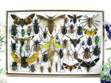 Pièce unique, véritables