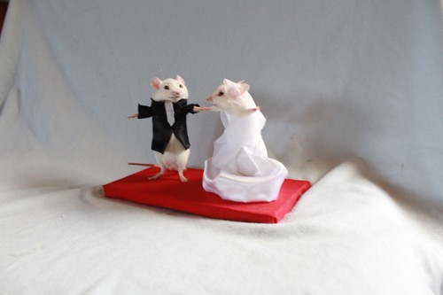 Taxidermie souris mariée - souris,