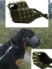 Museau Américain Pitbull Staffordshire Rivets Killer Rottweiler Dogo Museau