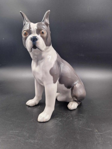 Boston terrier - boston,