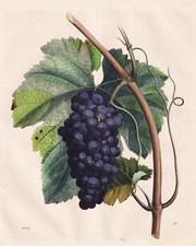 Vin Vigne Fruits Pomologie