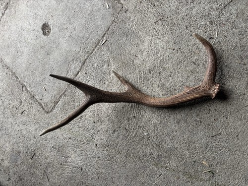 Bois cerf 930g frais de - de,