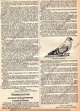 HIRONDELLE DE NUREMBERG SWALLOW COLOMBICULTURE ARTICLE DE PRESSE 1929 